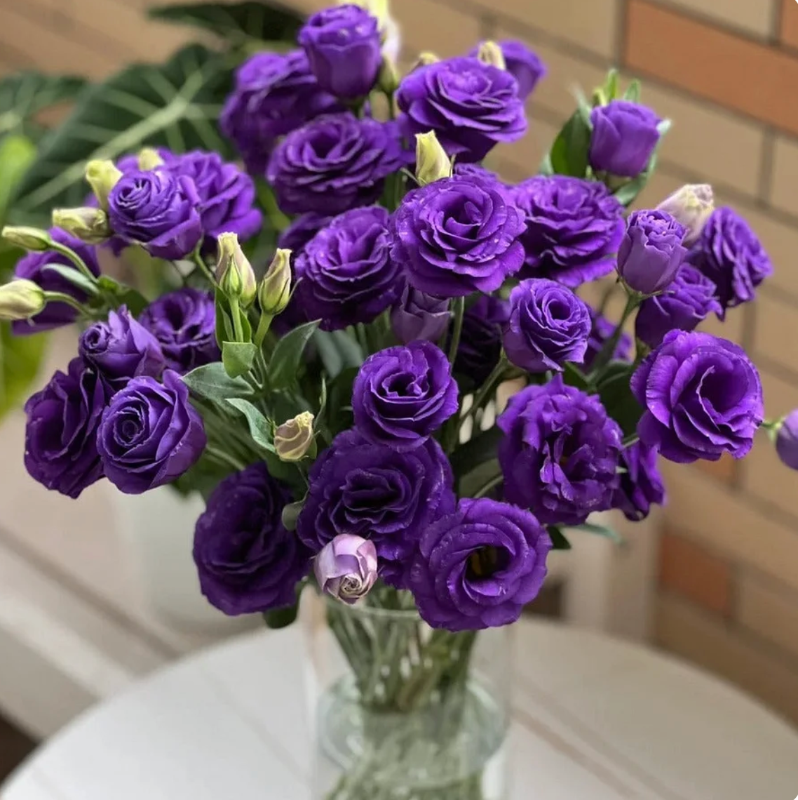 🌈GFOUK® Lisianthus Flower Seeds - A Sincere and Immutable Love