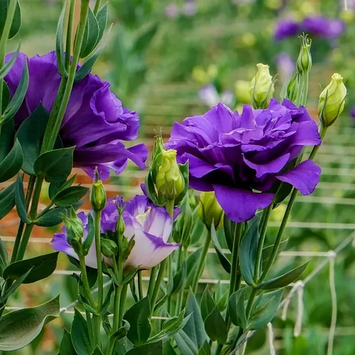 🌈GFOUK® Lisianthus Flower Seeds - A Sincere and Immutable Love