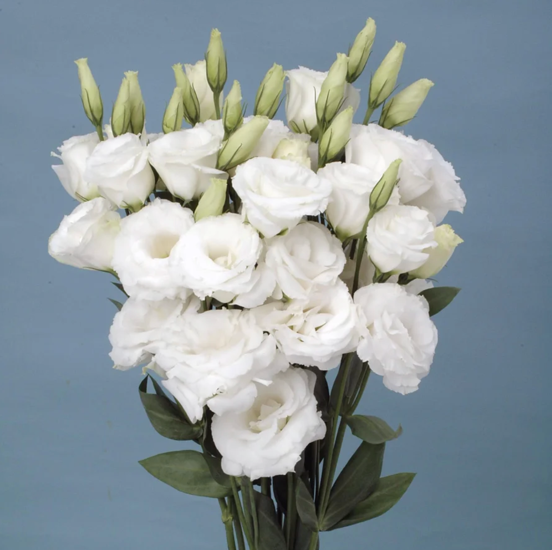 🌈GFOUK® Lisianthus Flower Seeds - A Sincere and Immutable Love