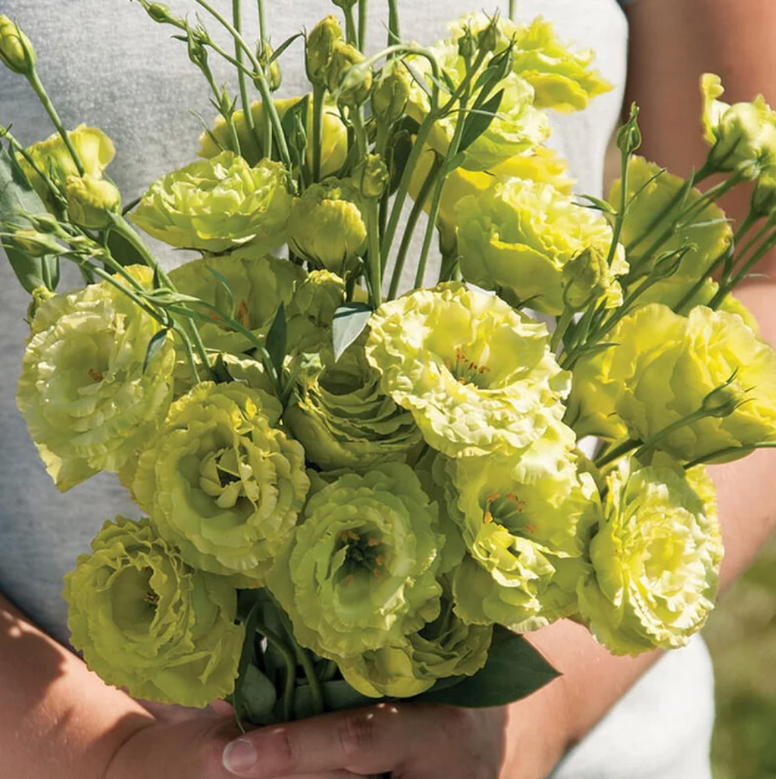 🌈GFOUK® Lisianthus Flower Seeds - A Sincere and Immutable Love