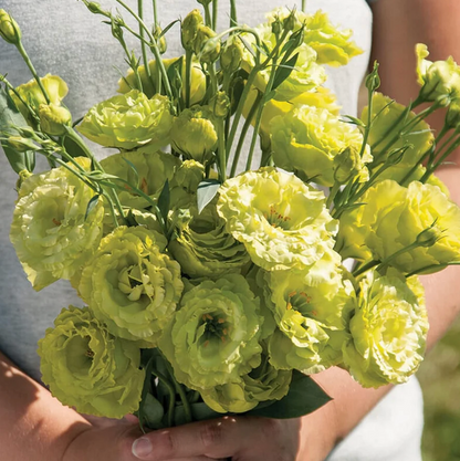 🌈GFOUK® Lisianthus Flower Seeds - A Sincere and Immutable Love