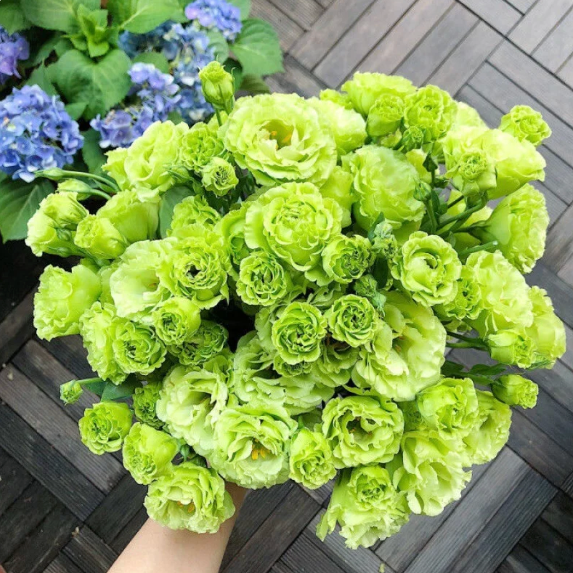 🌈GFOUK® Lisianthus Flower Seeds - A Sincere and Immutable Love