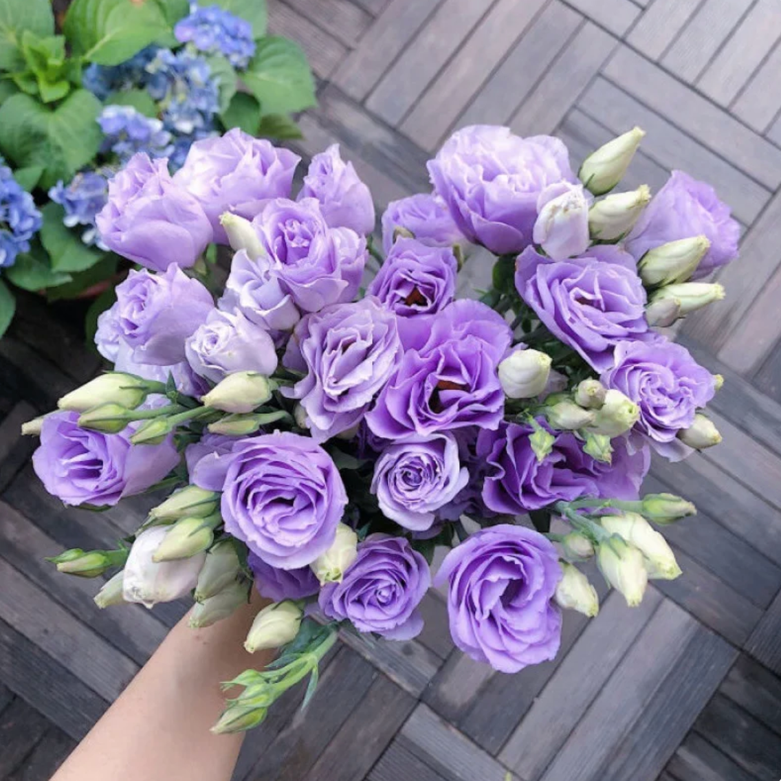 🌈GFOUK® Lisianthus Flower Seeds - A Sincere and Immutable Love