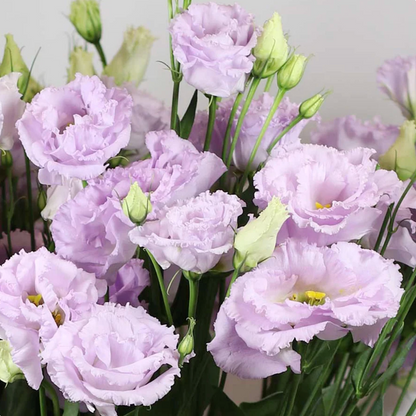 🌈GFOUK® Lisianthus Flower Seeds - A Sincere and Immutable Love