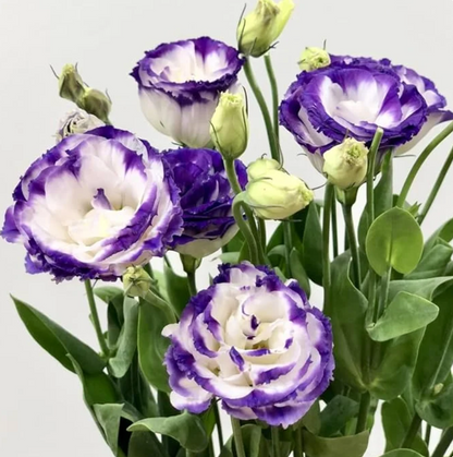 🌈GFOUK® Lisianthus Flower Seeds - A Sincere and Immutable Love