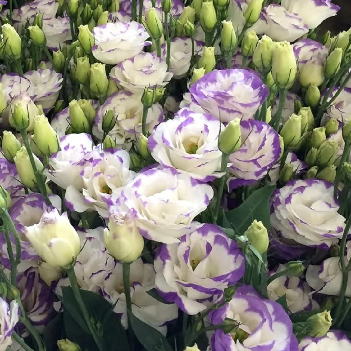 🌈GFOUK® Lisianthus Flower Seeds - A Sincere and Immutable Love