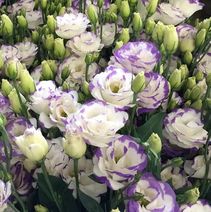 🌈GFOUK® Lisianthus Flower Seeds - A Sincere and Immutable Love