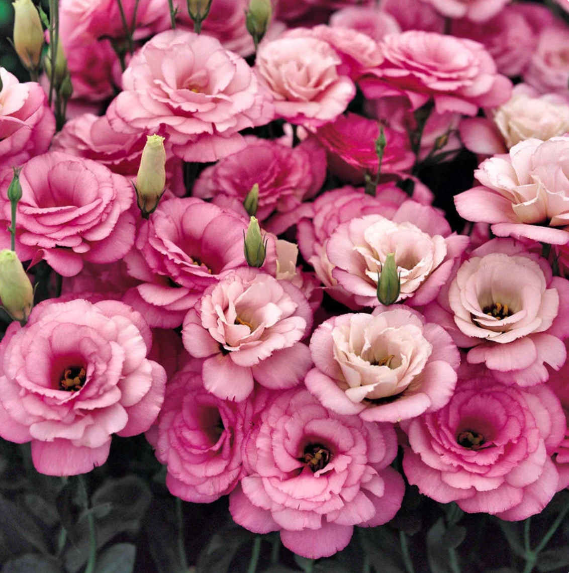 🌈GFOUK® Lisianthus Flower Seeds - A Sincere and Immutable Love