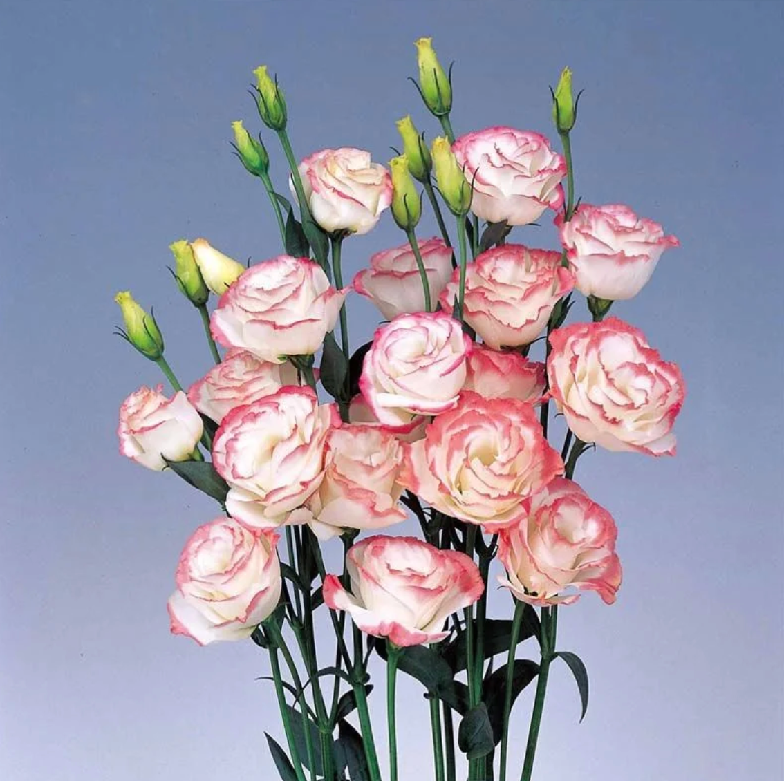 🌈GFOUK® Lisianthus Flower Seeds - A Sincere and Immutable Love