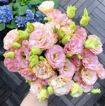 🌈GFOUK® Lisianthus Flower Seeds - A Sincere and Immutable Love