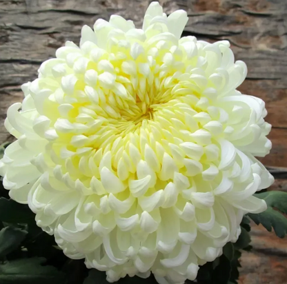 🌈GFOUK® Rare Spider 10+ Chrysanthemum Seeds 🌻