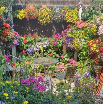 🌱GFOUK® 60+ Garden Flower Seeds🔥Growing into Shasta Daisy, Cornflower, Sunflower, Zinnia, Lavender - 70% OFF