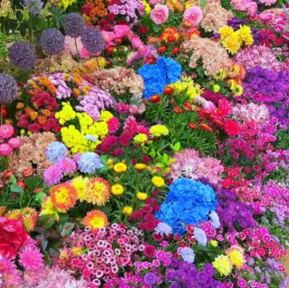 🌱GFOUK® 60+ Garden Flower Seeds🔥Growing into Shasta Daisy, Cornflower, Sunflower, Zinnia, Lavender - 70% OFF