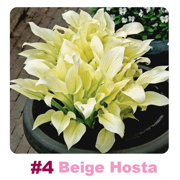 ✨ 100 Mixed Hosta Jardin Perennials Lily Flower Seeds 🇬🇧