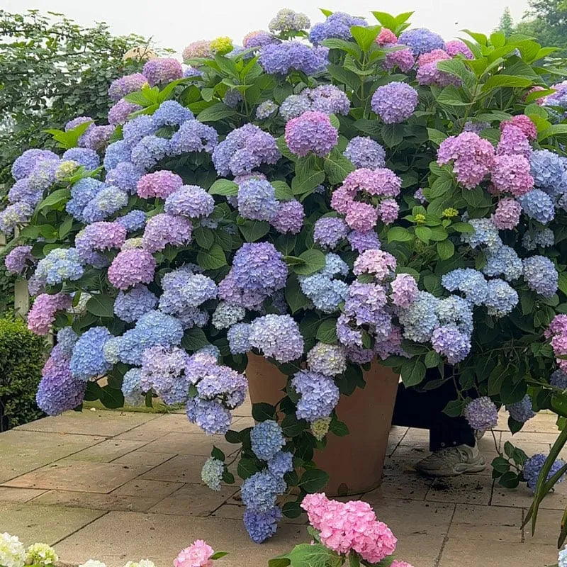 Royal Hydrangea Harmony Mix 🌸 Vibrant Bloom Collection For Indoor & Outdoor 🌿