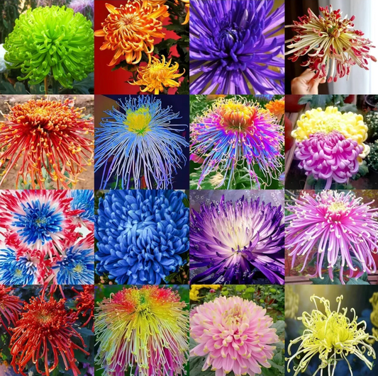 🌈GFOUK® Rare Spider 10+ Chrysanthemum Seeds 🌻