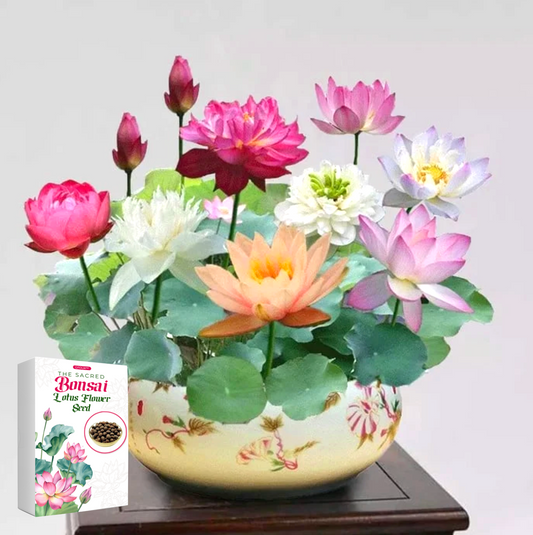 🌈The Sacred Bonsai Bowl Lotus Flower Seeds🌸