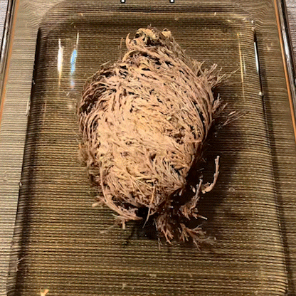 The Phoenix Rose, Rose of Jericho🪴A plant you can't kill