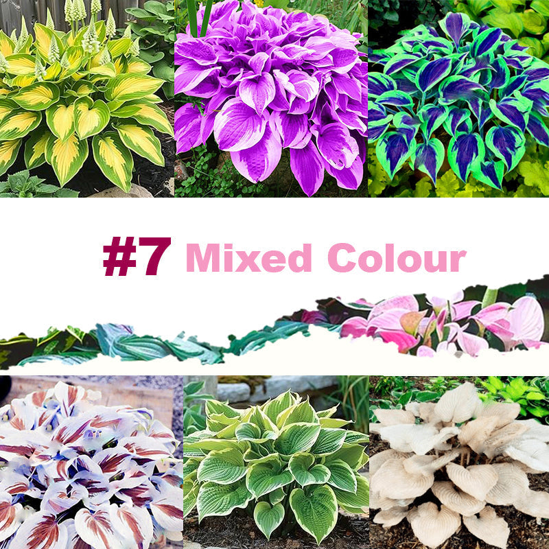#7 Mixed Color