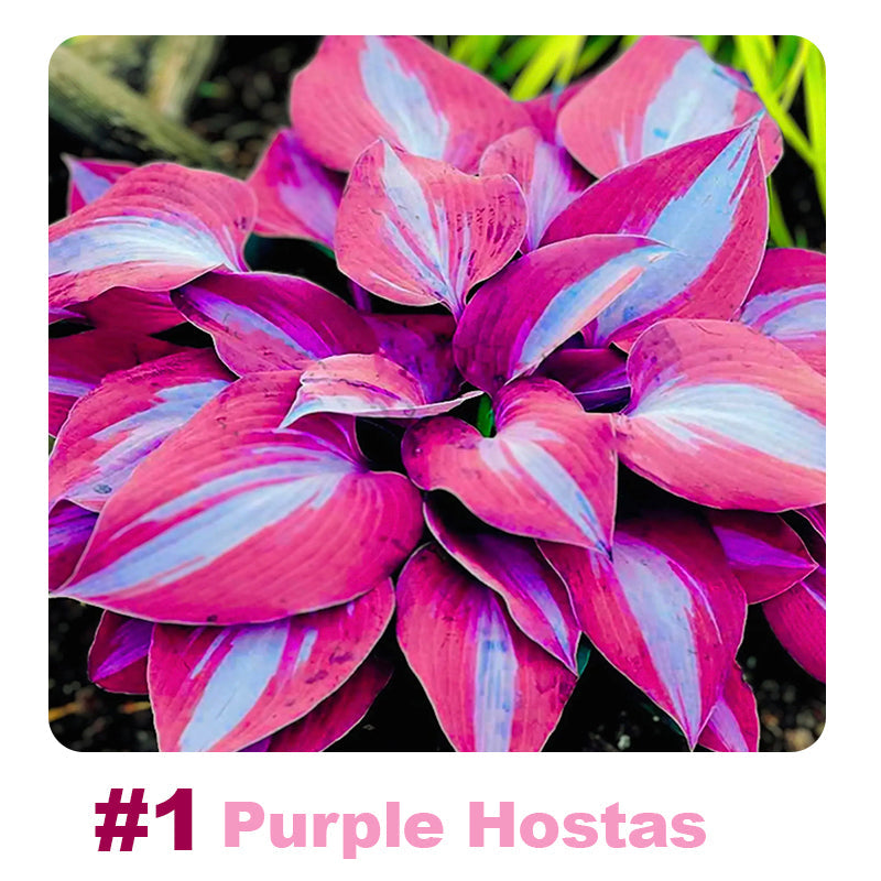 ✨ 100 Mixed Hosta Jardin Perennials Lily Flower Seeds 🇬🇧