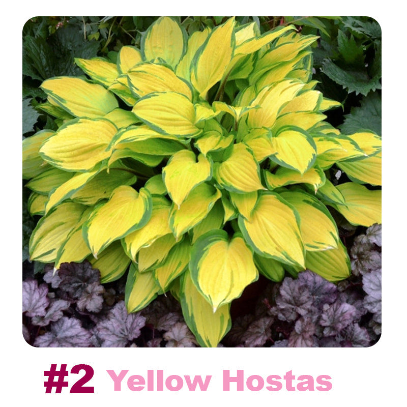 #2 Yellow