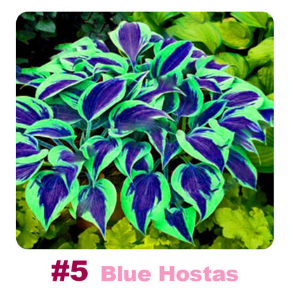 ✨ 100 Mixed Hosta Jardin Perennials Lily Flower Seeds 🇬🇧