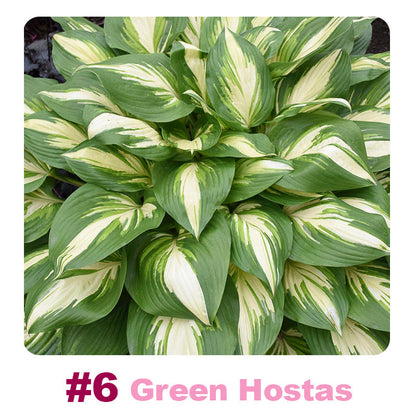✨ 100 Mixed Hosta Jardin Perennials Lily Flower Seeds 🇬🇧