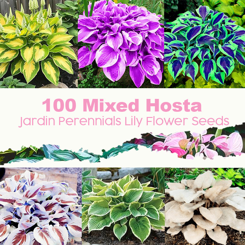 ✨ 100 Mixed Hosta Jardin Perennials Lily Flower Seeds 🇬🇧