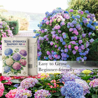 Royal Hydrangea Harmony Mix 🌸 Vibrant Bloom Collection For Indoor & Outdoor 🌿