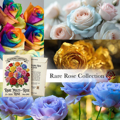 🌹Rare Multi Colorful Rose Flower Seeds | Exclusive Multi-Color Collection🎖️100% Easy-To-Grow
