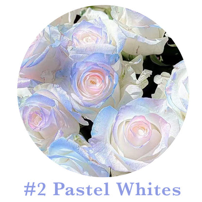 🌹Rare Multi Colorful Rose Flower Seeds | Exclusive Multi-Color Collection🎖️100% Easy-To-Grow