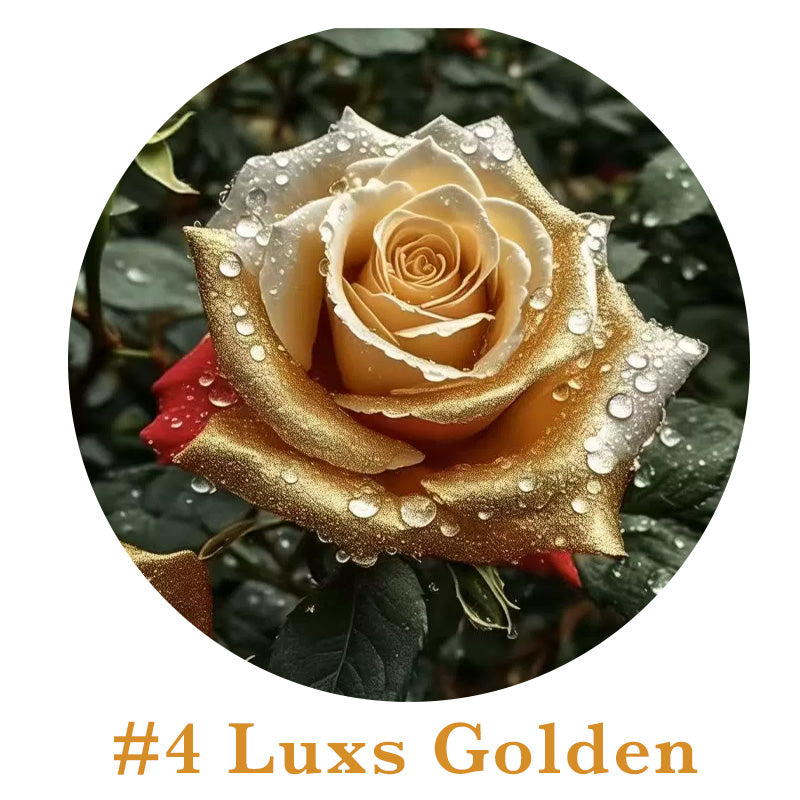 🌹Rare Multi Colorful Rose Flower Seeds | Exclusive Multi-Color Collection🎖️100% Easy-To-Grow