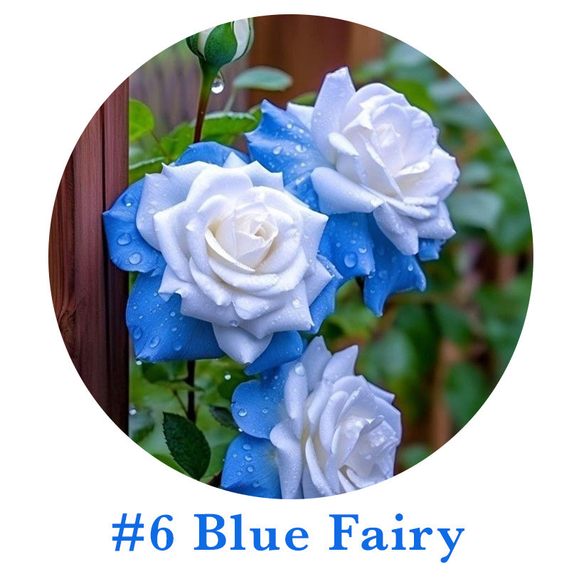 🌹Rare Multi Colorful Rose Flower Seeds | Exclusive Multi-Color Collection🎖️100% Easy-To-Grow