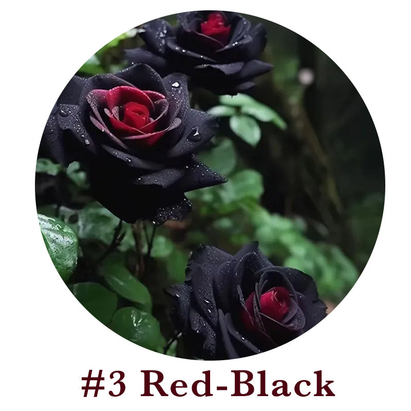 🌹Rare Multi Colorful Rose Flower Seeds | Exclusive Multi-Color Collection🎖️100% Easy-To-Grow